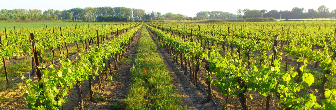 Vigne de la Gourgasse Neuve à Beziers