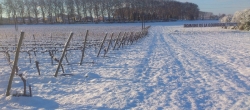 Parcelle de vigne et canal du midi sous la neige
