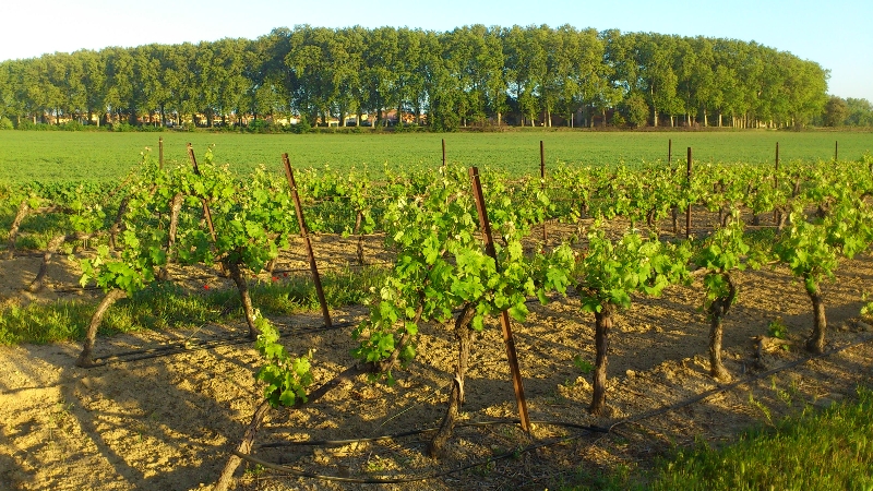 Les vignes de la Gourgasse