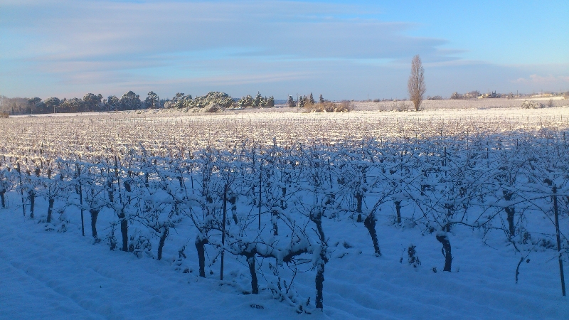 Parcelle de vigne sous la neige