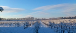 Parcelle de vigne sous la neige