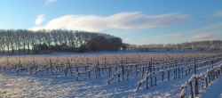 Parcelle de vigne et canal du midi sous la neige